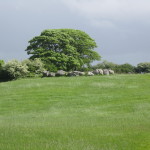 Carrowmore - Stone Circle