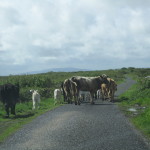 Cow Traffic Jam