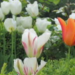 Tulips at Prestonfield